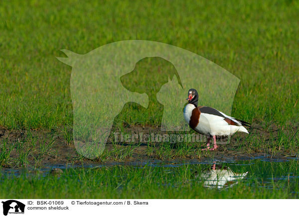 Brandgans / common shelduck / BSK-01069