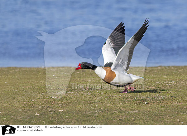 common shelduck / MBS-26892