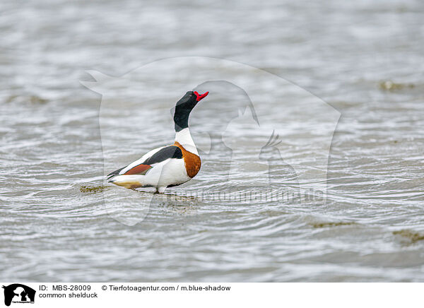 Brandgans / common shelduck / MBS-28009