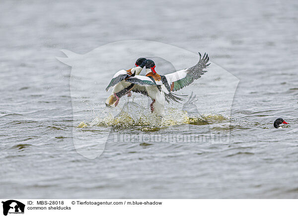 common shelducks / MBS-28018