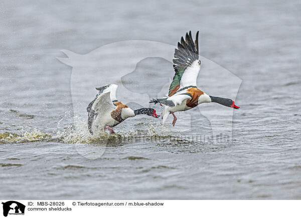 Brandgnse / common shelducks / MBS-28026