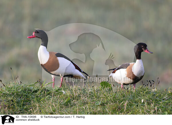 Brandgans / common shelduck / THA-10696