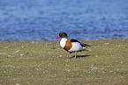 common shelduck