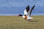 common shelduck