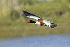 common shelduck