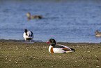 common shelduck