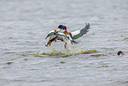 common shelducks