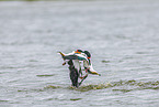 common shelducks