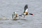 common shelducks