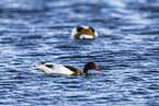 common shelducks