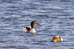 common shelducks