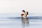 common shelduck