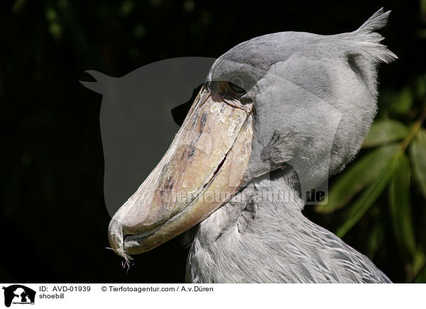 shoebill / AVD-01939