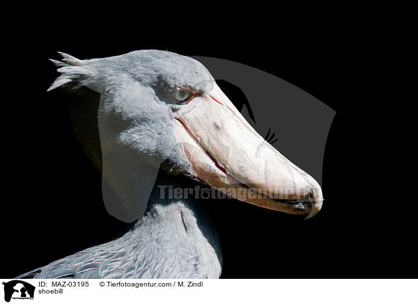 Schuhschnabel / shoebill / MAZ-03195