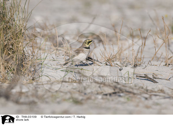 shore lark / THA-03109