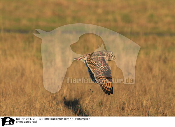 Sumpfohreule / short-eared owl / FF-04473