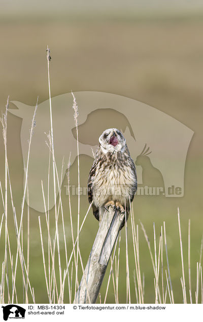 Sumpfohreule / short-eared owl / MBS-14304