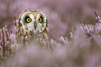 short-eared owl