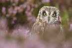 short-eared owl