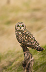 short-eared owl