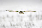 short-eared owl