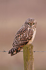 short-eared owl