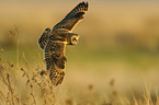 short-eared owl