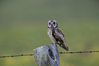 short-eared owl