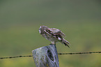 short-eared owl