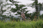 short-eared owl