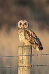 short-eared owl