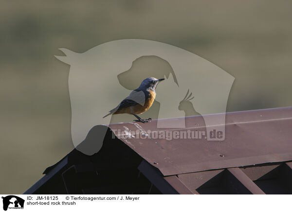 short-toed rock thrush / JM-18125