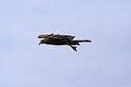short-toed eagle