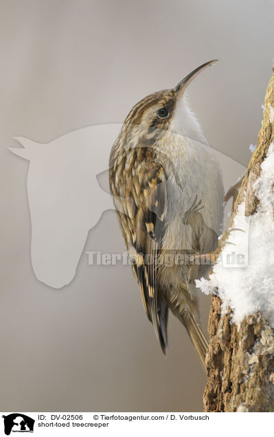 short-toed treecreeper / DV-02506
