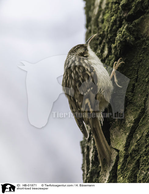 Gartenbaumlufer / short-toed treecreeper / HB-01871