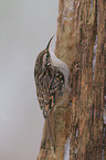 short-toed treecreeper