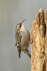 short-toed treecreeper