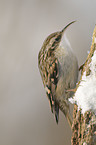 short-toed treecreeper