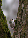 short-toed treecreeper