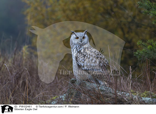 Sibirischer Uhu / Siberian Eagle Owl / PW-02461