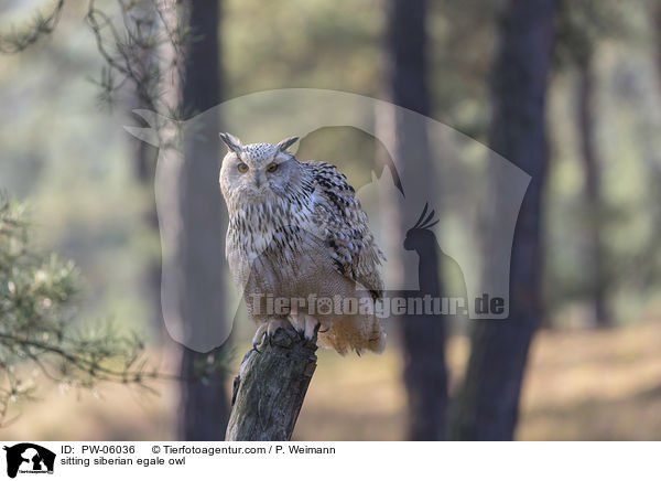 sitzender Sibirischer Uhu / sitting siberian egale owl / PW-06036