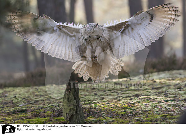 fliegender Sibirischer Uhu / flying siberian egale owl / PW-06050