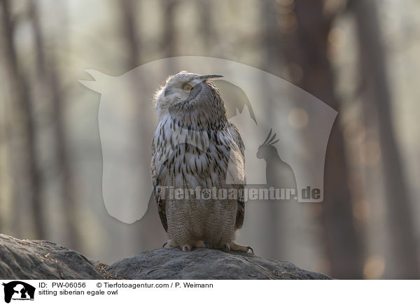 sitzender Sibirischer Uhu / sitting siberian egale owl / PW-06056