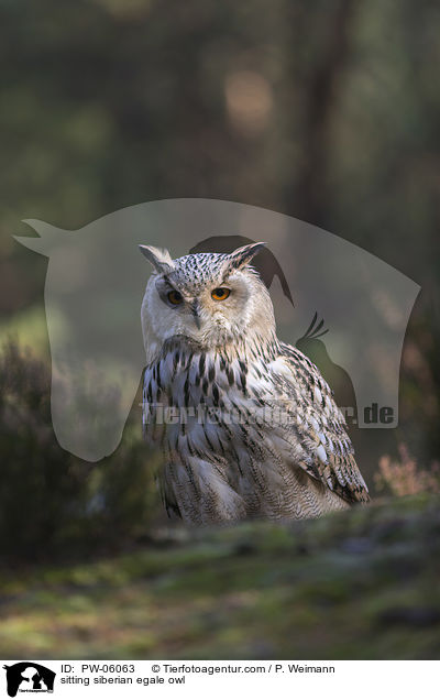 sitzender Sibirischer Uhu / sitting siberian egale owl / PW-06063