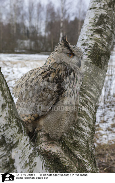 sitzender Sibirischer Uhu / sitting siberian egale owl / PW-06064