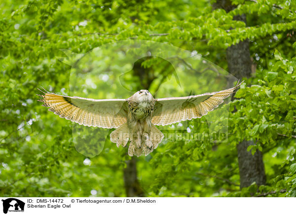 Sibirischer Uhu / Siberian Eagle Owl / DMS-14472