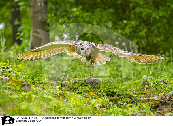 Sibirischer Uhu / Siberian Eagle Owl / DMS-14475