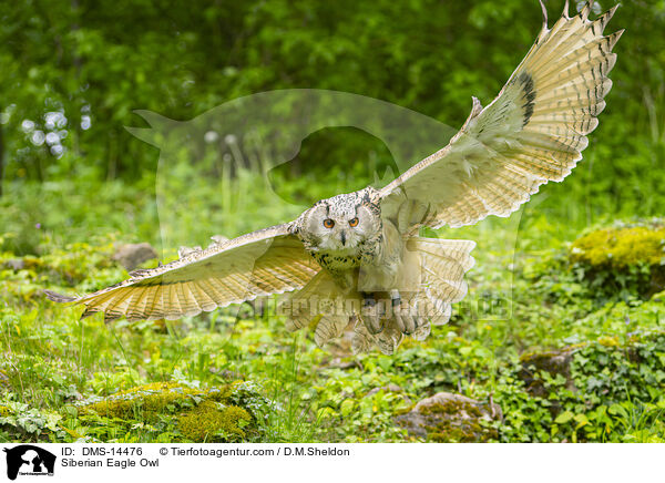 Sibirischer Uhu / Siberian Eagle Owl / DMS-14476