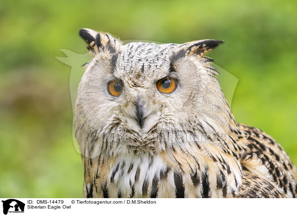 Sibirischer Uhu / Siberian Eagle Owl / DMS-14479