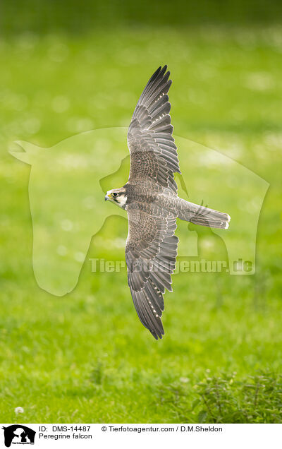 Wanderfalke / Peregrine falcon / DMS-14487